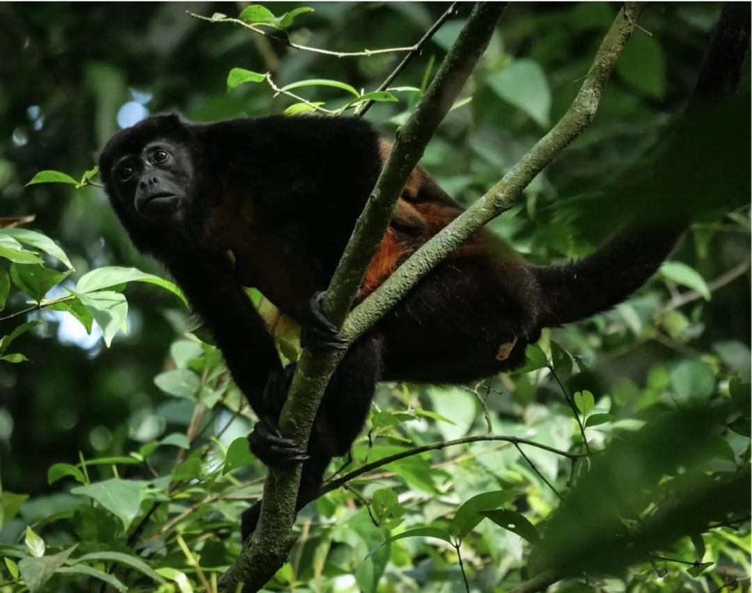Hotel Gitana Corcovado, Y Tour Operador Drake Bay Bagian luar foto